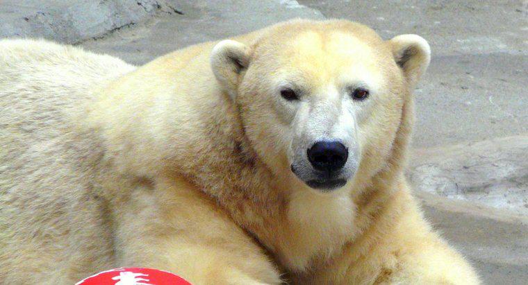 Qual è il peso medio di un orso polare adulto?