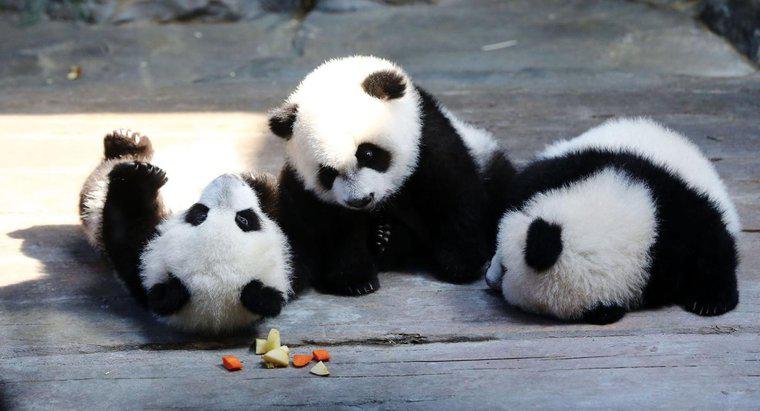 Quali sono alcuni fatti sui panda che la maggior parte delle persone non sa?