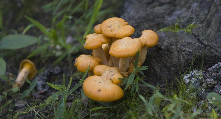 Qual è la differenza primaria tra funghi e piante?