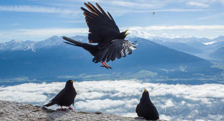 Perché si radunano i corvi?