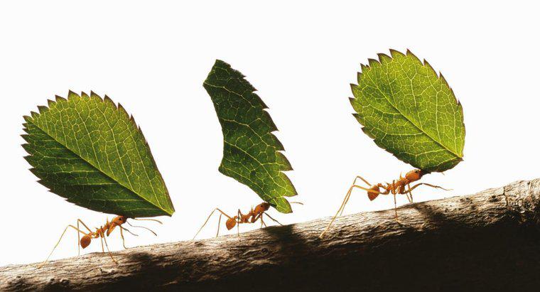 Quanto sono forti le formiche?