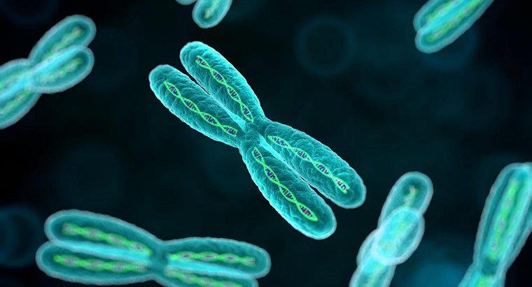 Qual è lo scopo dei cromosomi?