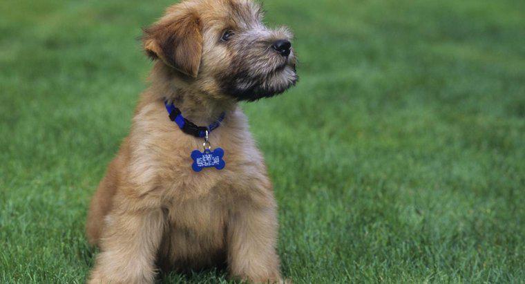 Che aspetto hanno i mini cuccioli di Wheaten Terrier?