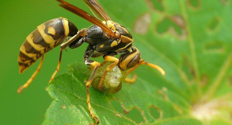 Quali animali mangiano le vespe?