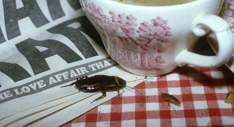 Come sbarazzarsi di scarafaggi in fretta?