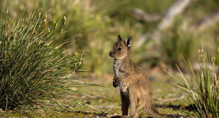 Qual è il nome di un baby canguro?