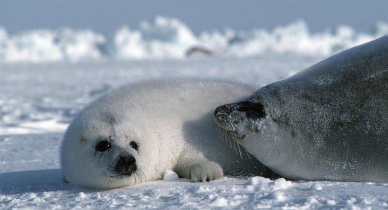 Le foche dell'arpa sono in pericolo?