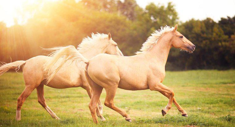 Qual è la paura dei cavalli chiamata: Fofofobia, Ippofobia o Equiphobia?