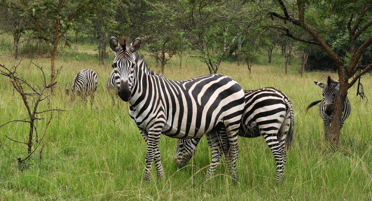 Le zebre sono in pericolo?