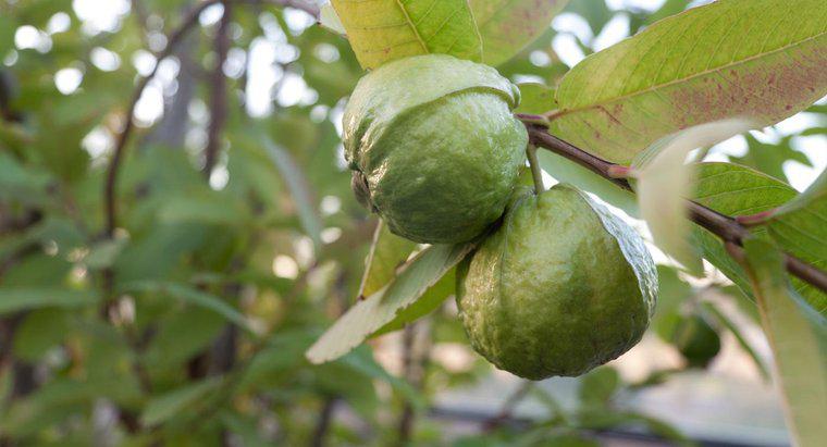 Quali sono gli usi delle foglie di guava?
