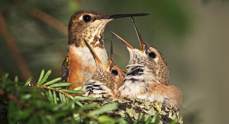 Quanto tempo vivono i colibrì?