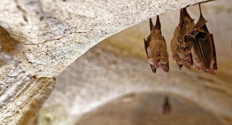 Cos'è l'habitat di un pipistrello?