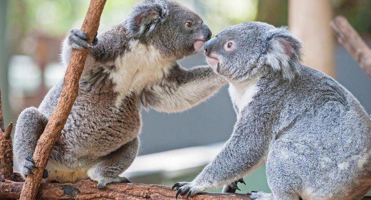 Come si compagna Koala?