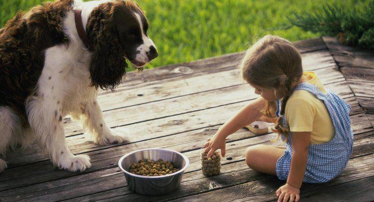 Quali sono le marche di cibo per cani più sane?