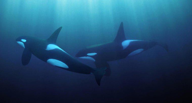 Fino a che punto può una balena ascoltare sott'acqua?