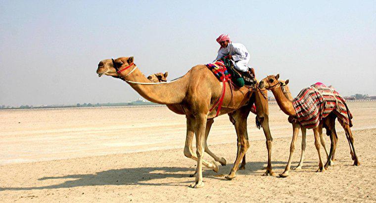 Come sopravvivono i cammelli nel deserto?