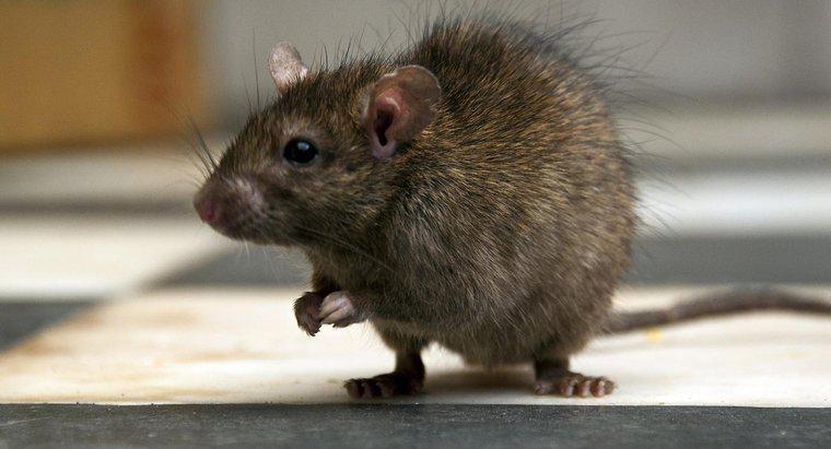 Qual è il modo migliore per uccidere un topo?
