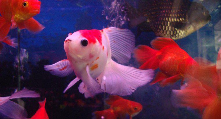 Il pesce rosso ha bisogno di una pompa d'aria?