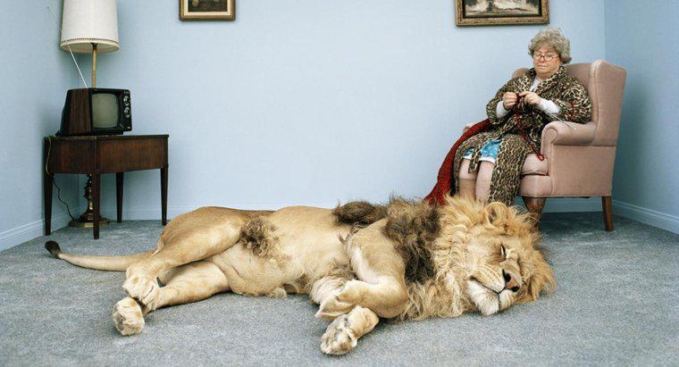 Quanto è strettamente correlato un gatto domestico a un leone?