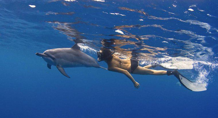 Come si muovono i delfini?