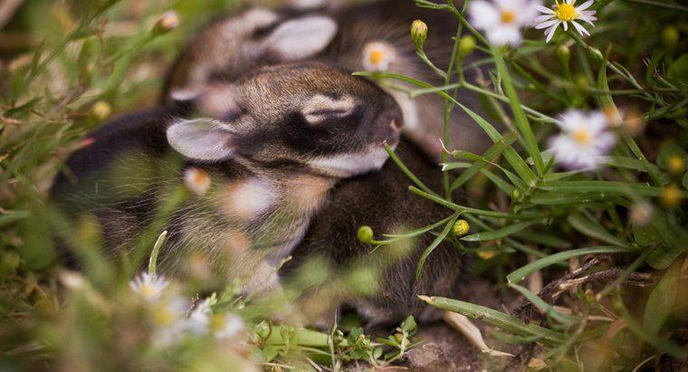 Quanto tempo dormono i coniglietti nel nido?