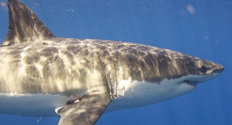 Quanto dura un grande squalo bianco in diretta?