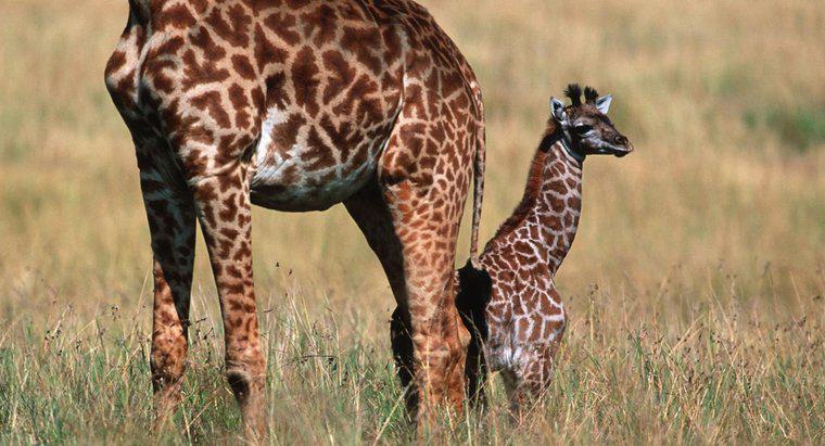 Quali sono le baby giraffe chiamate?