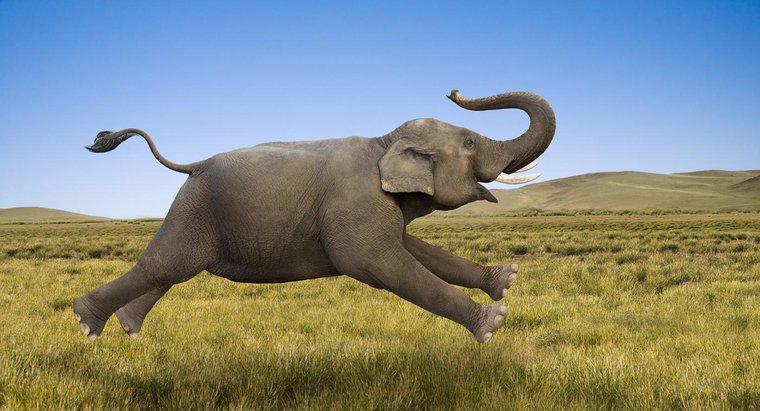 Quanto velocemente può correre un elefante?