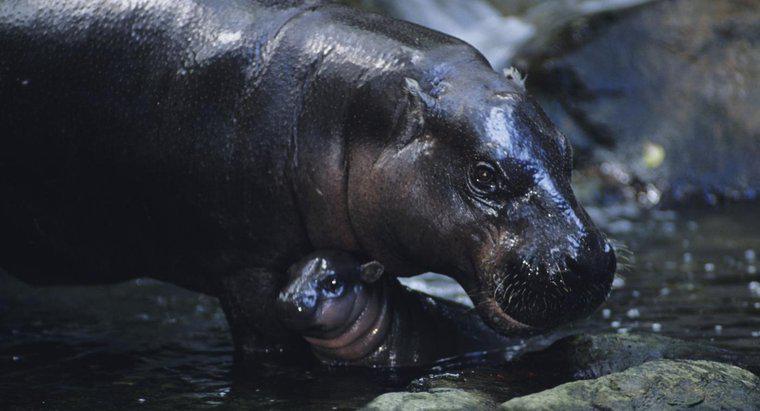 Quali sono gli adattamenti di un ippopotamo pigmeo?