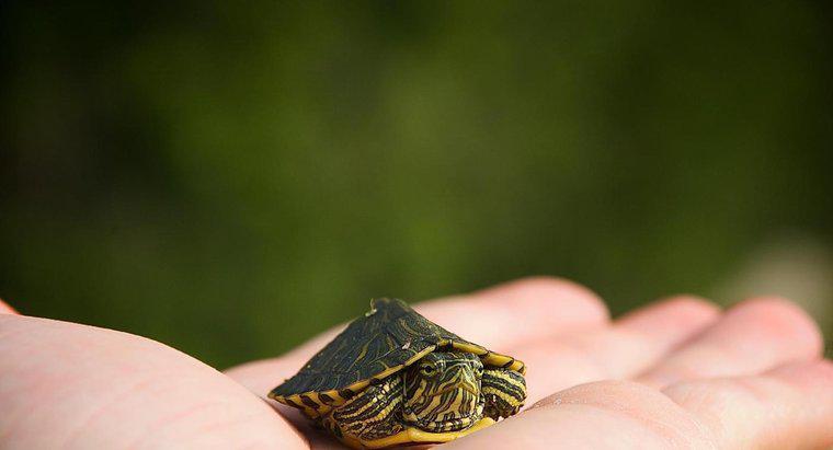 Qual è il tipo più piccolo di tartaruga?