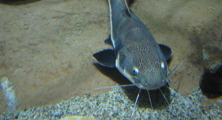 Qual è il nome scientifico di Catfish?