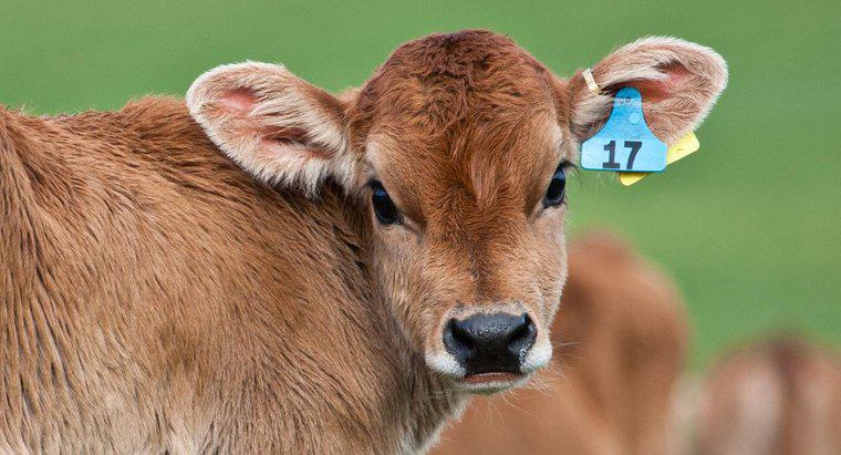 Quanto dura una mucca portare un vitello?
