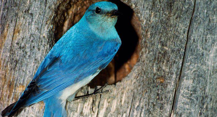 Cosa simboleggia un uccello azzurro?