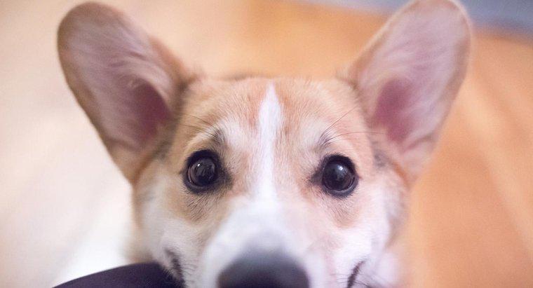 Quali sono i problemi comuni con le orecchie dei cani?