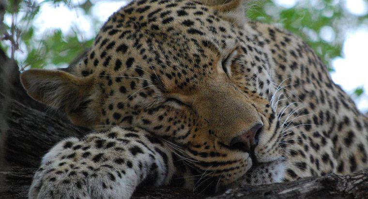 Perché i leopardi hanno macchie?