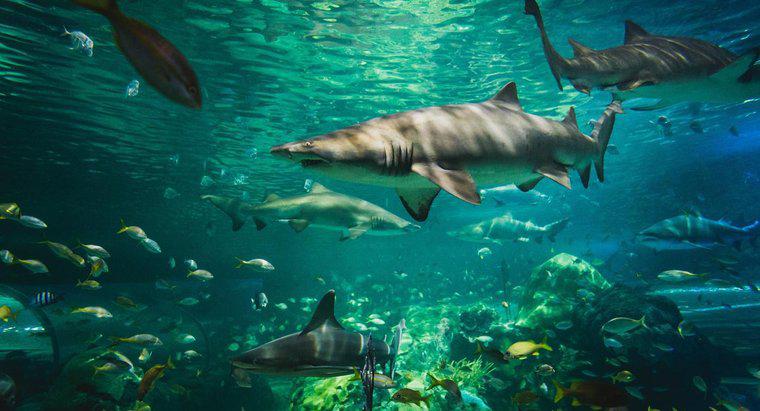 Come si adattano gli squali al loro ambiente?