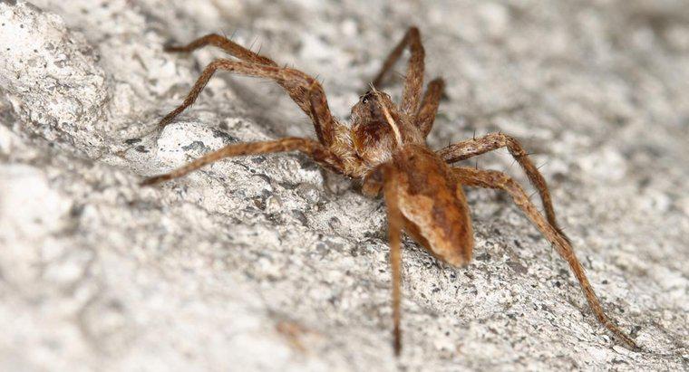 Dove puoi trovare risorse e foto per identificare il Brown Recluse Spider?