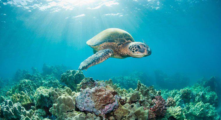 Qual è la durata della vita di una tartaruga marina?