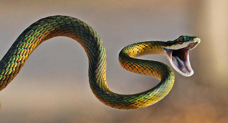 Cosa significa un sogno da morso di serpente?