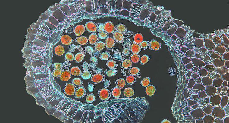 Quale tipo di cellule subiscono la meiosi?