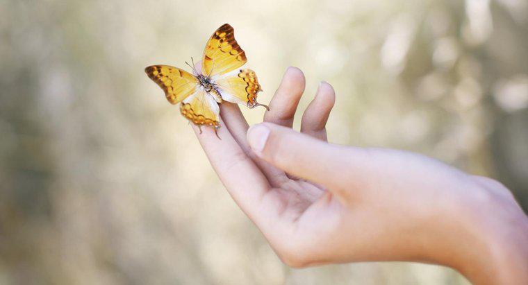 Qual è il significato di una farfalla che ti sta atterrando?