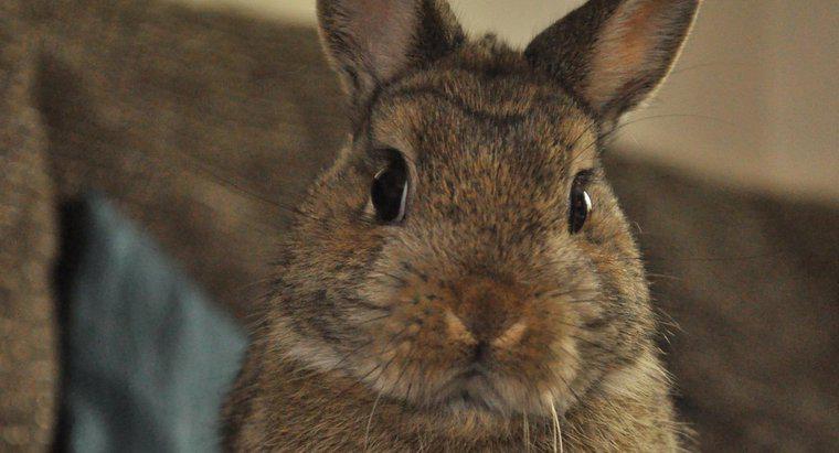 Cosa mangiano i conigli nani di Netherland?