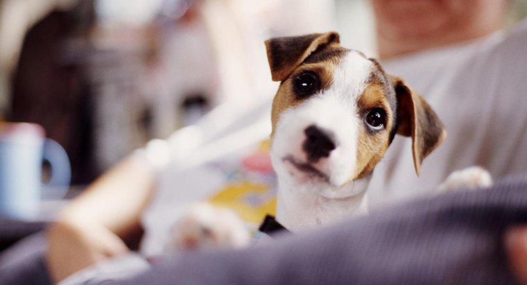 Cosa mangiano i Jack Russell Terrier?