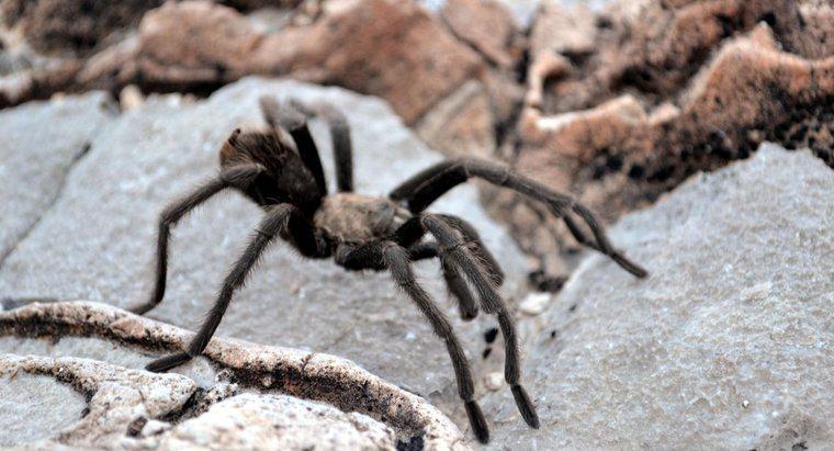 Quali morsi di ragno causano vesciche?