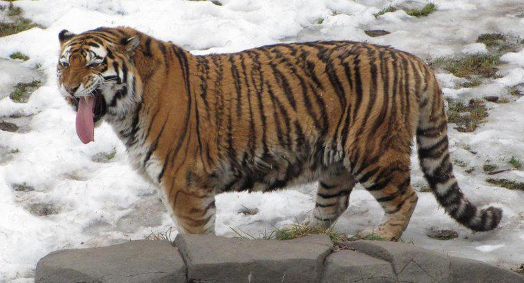 Quali sono le somiglianze e le differenze tra la tigre siberiana e la tigre del Bengala?