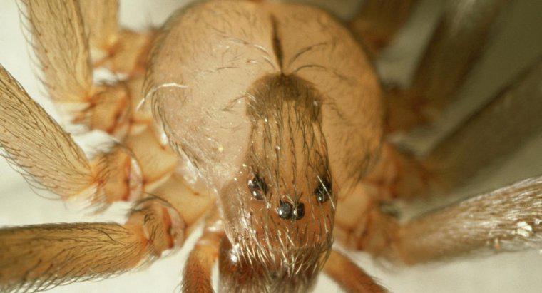 Come puoi identificare un ragno marrone recluso?