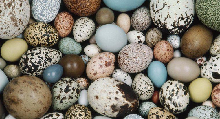 Quali animali depongono le uova?