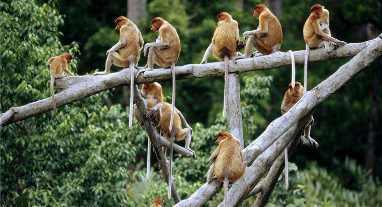 Come si chiama un gruppo di scimmie?