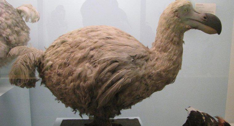 Cosa ha mangiato Dodo Birds Eat?