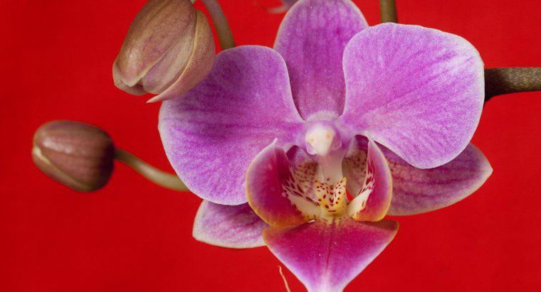 Le orchidee sono velenose?